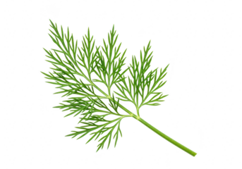 A single sprig of fresh green dill herb with delicate feathery leaves, isolated on transparent background