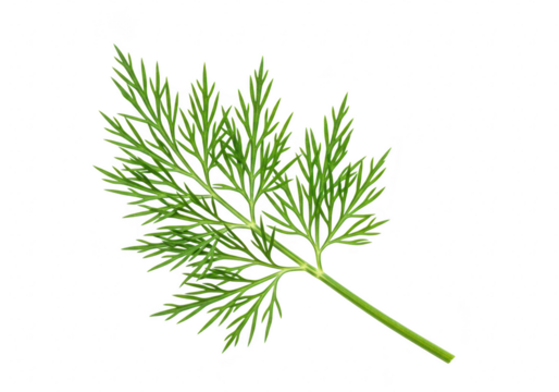 A single sprig of fresh green dill herb with delicate feathery leaves, isolated on transparent background