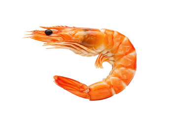Single cooked shrimp isolated on transparent background