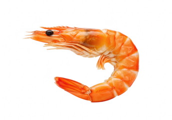 Single cooked shrimp isolated on transparent background