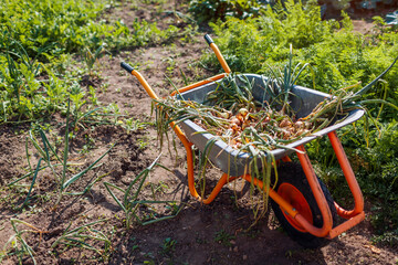 Onion harvest. Wheelbarrow full of ripe organic onions. Autumnal vegetables picking. Fall crop....