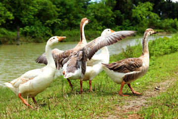 Flock of geese on green grass beside a calm riverside in a rural countryside, with one goose spreading wings while others walk peacefully, ideal for nature, farming and village lifestyle projects.