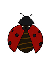 ladybug on white background