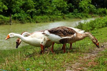 Domestic geese grazing on fresh green grass by a calm riverside in a peaceful rural countryside landscape, ideal for farm life, village wildlife, eco tourism, travel themes and nature backgrounds.