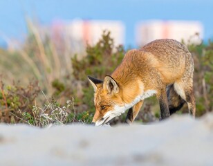 Fototapeta premium Fox on beach near buildings