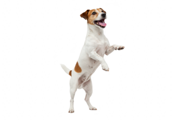 A playful jack russell terrier dog standing on its hind legs with its mouth open and tongue out, isolated on transparent background