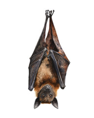 Watercolor bat halloween decoration isolated on transparent background