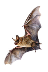 Watercolor halloween bat flying isolated on transparent background