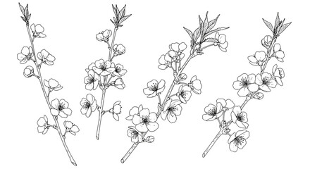 Detailed botanical line art of cherry blossom branches