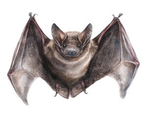 Watercolor halloween bat isolated on transparent background