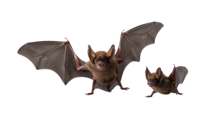 Halloween bat illustration isolated on transparent background