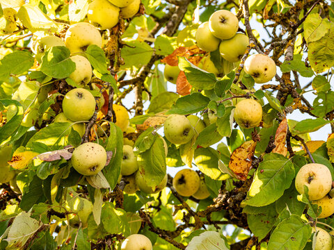Fresh green and red apples hang from a summer tree, surrounded by vibrant leaves in warm sunlight. The scene captures natural growth, seasonal freshness, and the rich colors of a thriving garden orcha
