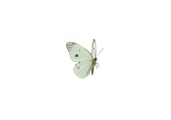 White butterfly with black spots isolated on transparent background