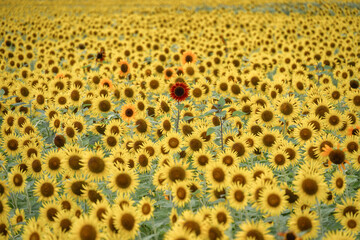 満開のひまわり畑
