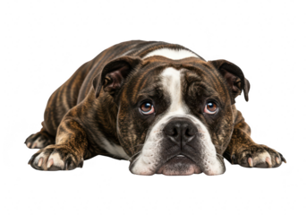 A brindle and white english bulldog puppy lying down, looking at the camera with a sad expression, isolated on a transparent background