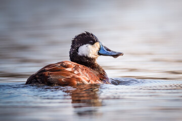 Ruddy Duck - Drake