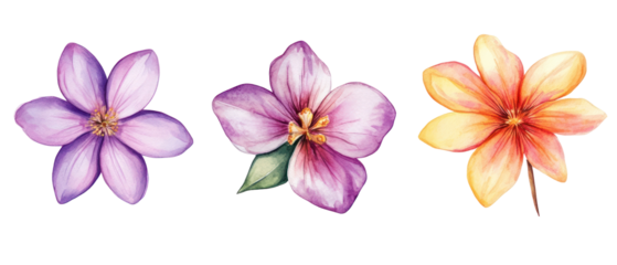 Watercolor Floral Arrangement Three Blossoms In Shades Of Purple Pink And Orange Against Transparent Background