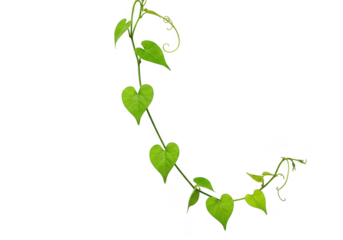 A green vine with heartshaped leaves, isolated on a transparent background