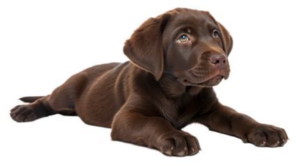 Labrador dog lying down isolated on transparent background
