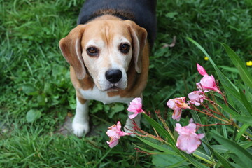 Portrait of a cute Beagle dog sitting on the grass in the garden