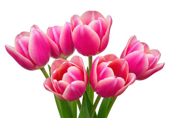 Naklejka premium A vibrant bouquet of pink tulips with green stems and leaves, isolated on a transparent background, perfect for spring