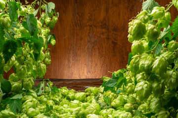 Fresh green hop flowers and lush leaves of hop vine are arranged as a frame and wooden wall and...