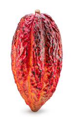 Cocoa fruit or cocoa pod isolated on white background. Clipping path.