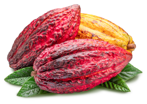 Cocoa fruits or cocoa pods over green leaves isolated on white background. Cut out PNG file.