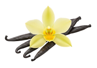 A delicate yellow vanilla orchid flower with dark brown vanilla beans, isolated on a transparent background, showcasing the natural beauty of this prized spice
