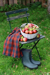 Still life with basket of apples and rubber boots. Autumn in the garden. 