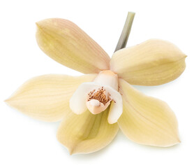 Yellow phalaenopsis flower or moth orchid flower on white background. Cut out PNG file. © volff