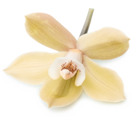 Yellow phalaenopsis flower or moth orchid flower on white background. Cut out PNG file.