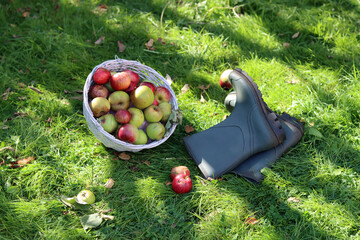 Still life with basket of apples and rubber boots. Autumn in the garden. 
