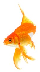 Fototapeta premium Goldfish in profile against white