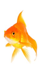 Fototapeta premium Goldfish profile view