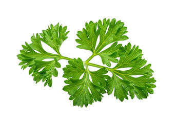 Fototapeta premium Fresh green parsley leaf isolated on transparent background, a common culinary herb used for flavoring and garnishing dishes