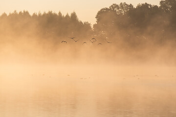 Dzikie gęsie lecące nad wodą w mglisty słoneczny poranek, Śląsk, Polska © Elżbieta Kaps