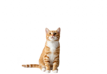 An adorable orange tabby cat with ginger stripes and white chest sits attentively on a pure transparent background, looking upwards with curiosity