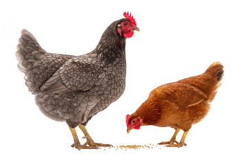Two domestic chickens, a dark gray hen and a brown hen, eating seeds isolated on transparent background