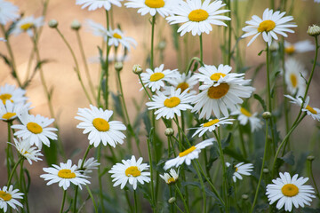 yellow calendula daisies in the garden