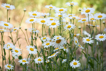 yellow calendula daisies in the garden