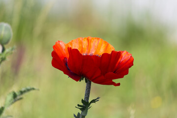 poppy flower on green background