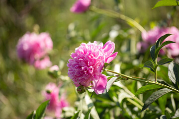 Group of pink peonies on a green background