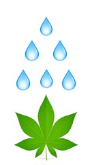 Green leaf with blue water droplets