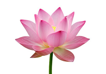 Beautiful pink lotus flower isolated on transparent background, symbolizing purity, rebirth, and enlightenment in nature
