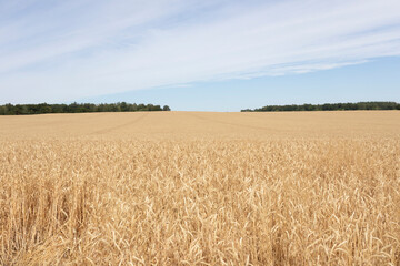 ripe ears of wheat large field