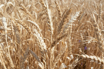 ripe ears of wheat large field