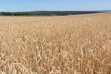 ripe ears of wheat large field