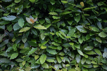 bay leaf green bush spice