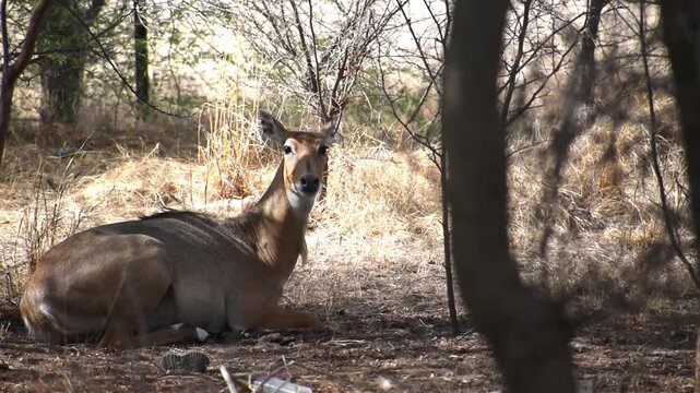 Nilgai antelope sitting calmly under a tree in the forest, looking towards the camera with natural background.